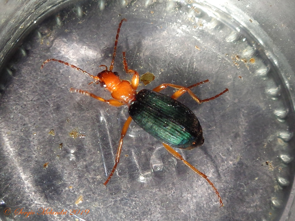 ID Brachinus: B. crepitans